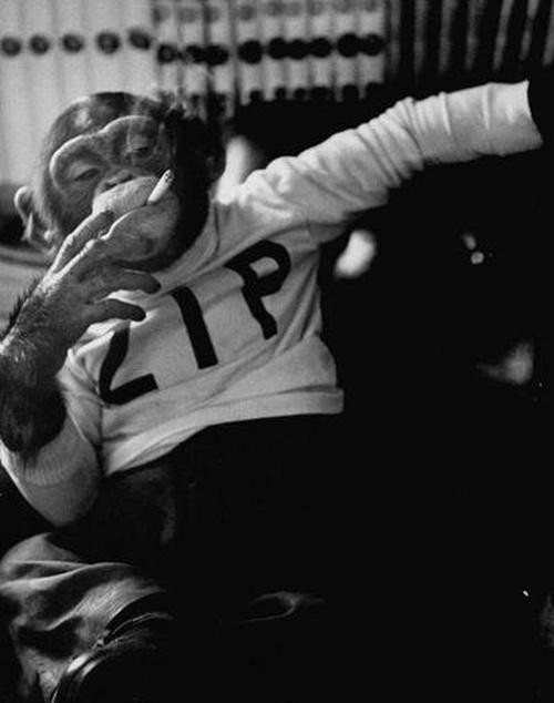 A chimpanzee in a ZIP-lettered sweatshirt smoking a cigarette