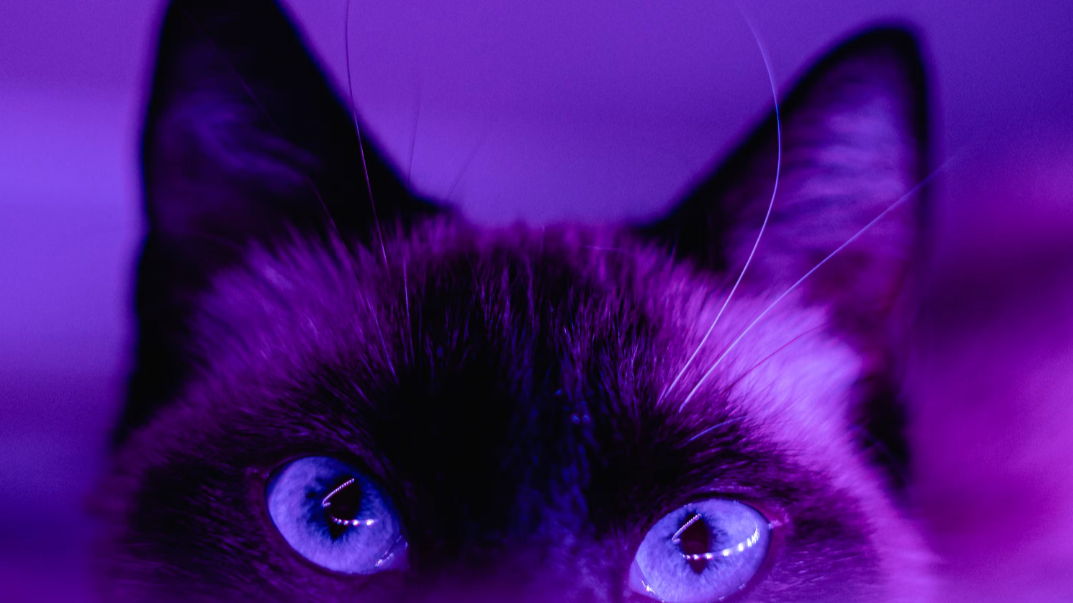 A dark-furred cat with bright blue eyes lit in violet light