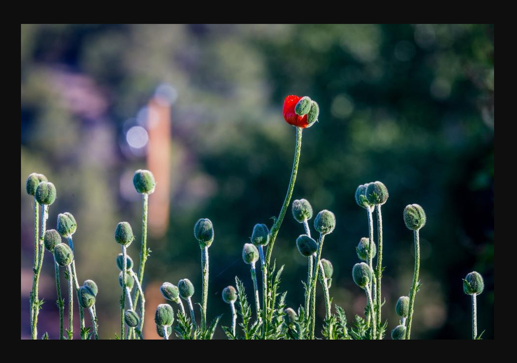 A single red poppy blooming above a field of unopened green buds