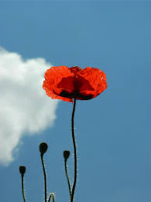 A single red poppy standing tall against a blue sky, other stems still in bud below
