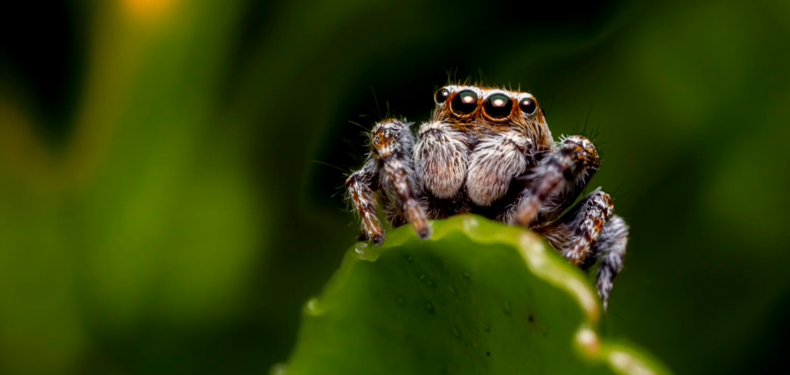 Intelligensicus - We Can Add Co-Intelligent Life to this World, On Purpose