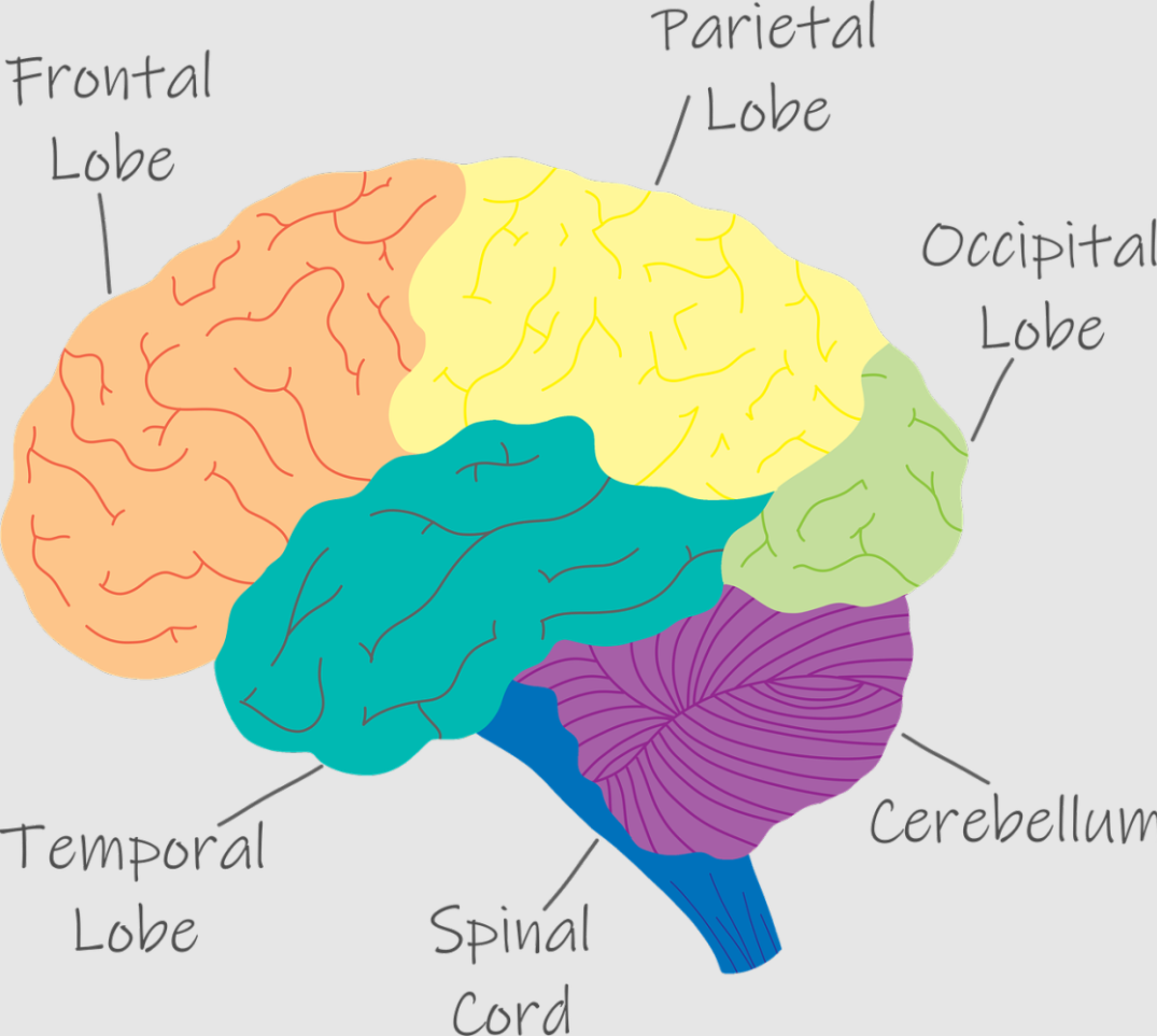 Brain anatomy diagram showing different lobes