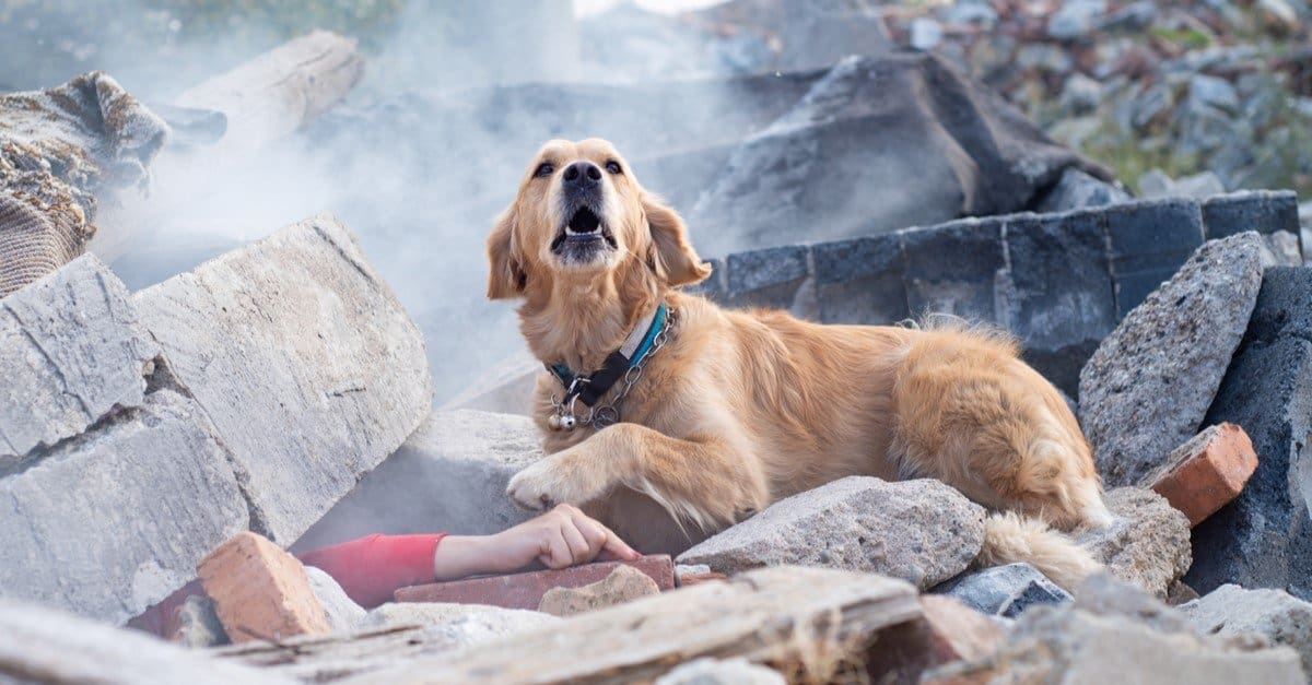 A search-and-rescue dog working on rubble